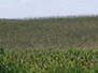Manannah Township