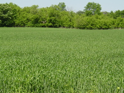HWY 55 Image