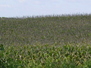 587th Ave/Manannah Township