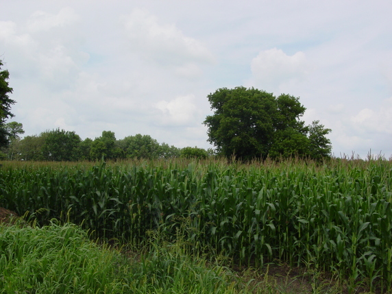 Manannah Township Meeker County Image