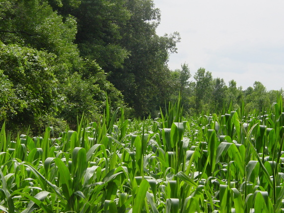 Manannah Township Meeker County