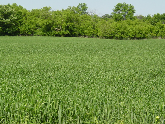 homes for sale in paynesville mn